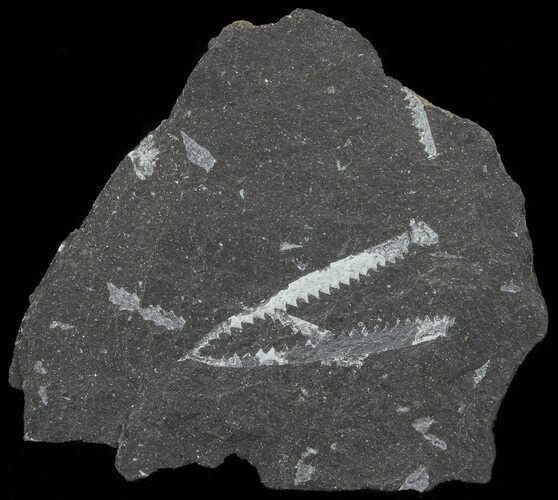 Fossil Graptolites (Didymograptus) - Great Britain #67990